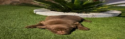 Labrador Retriever perros en venta: Labrador retriever chocolate hembra  - Anuncio 4
