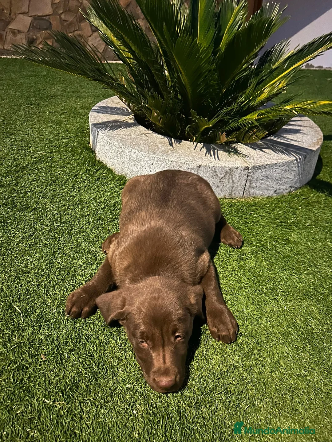Labrador Retriever perros en venta: Labrador retriever chocolate hembra  - Anuncio 4