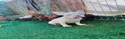 Bulldog Francés perros en venta: 🖐️¡Espera! ¿Ya conoces el color Pink?☁️✨🤩 - Anuncio 2