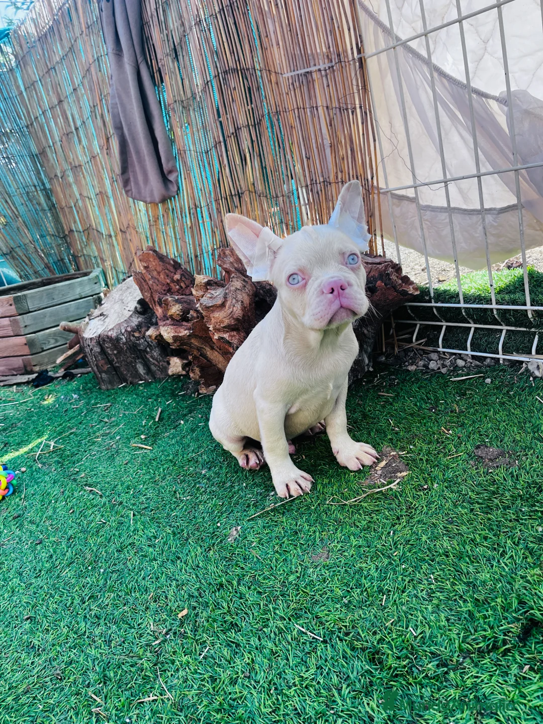 Bulldog Francés perros en venta: 🖐️¡Espera! ¿Ya conoces el color Pink?☁️✨🤩 - Anuncio 2