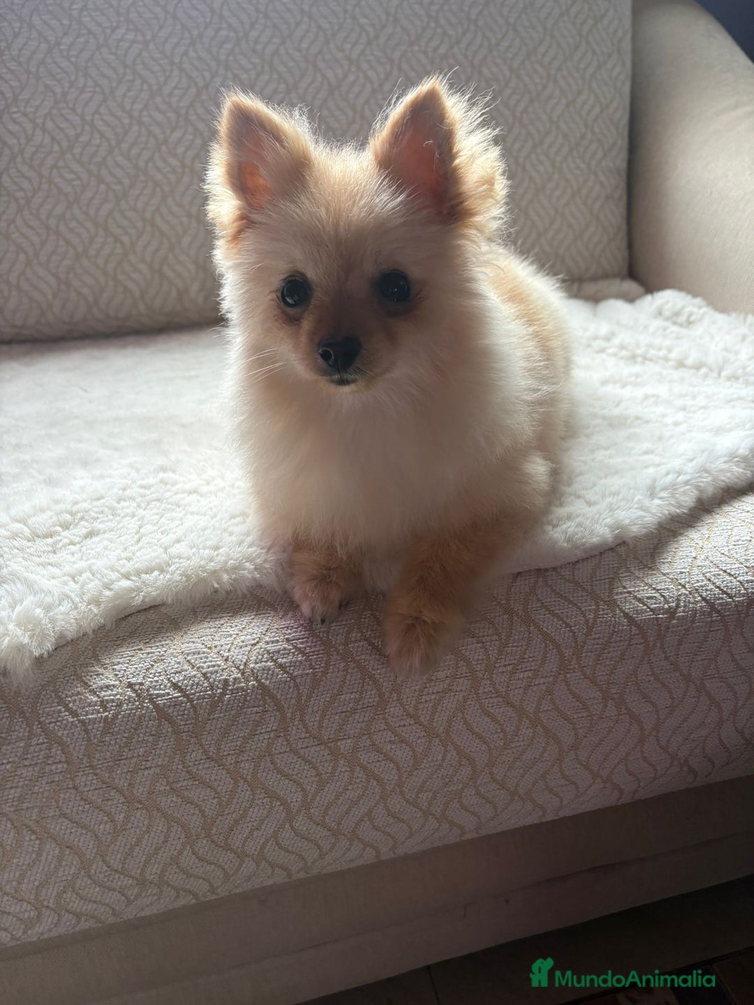 Pomerania perros en venta: pomerania toy tiene 9 meses pesa 2 kilo 200 gramos - Anuncio 10