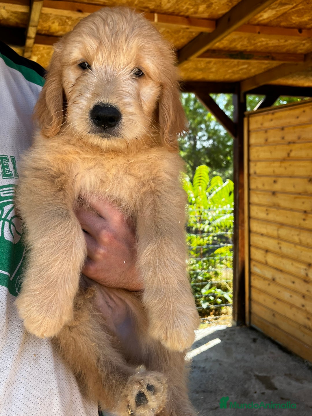 Goldendoodle perros en venta: Goldendoodle f1 - Imagen 5