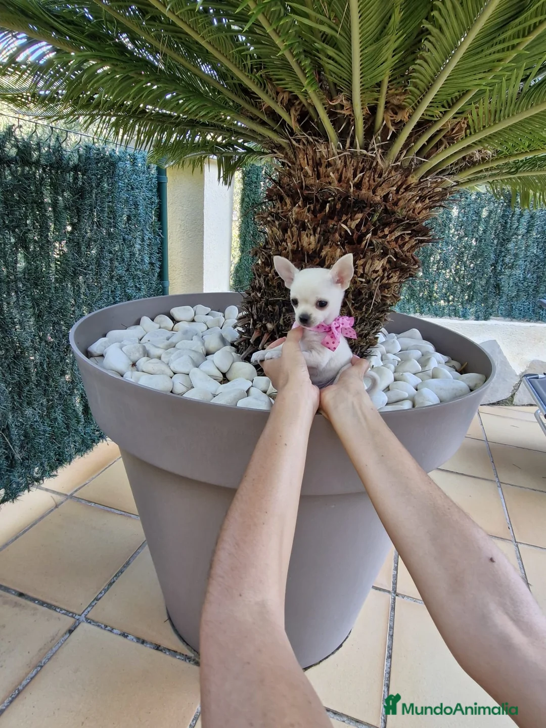 Chihuahua perros en venta: Chihuahuas excelentes  en Barcelona - Anuncio 7