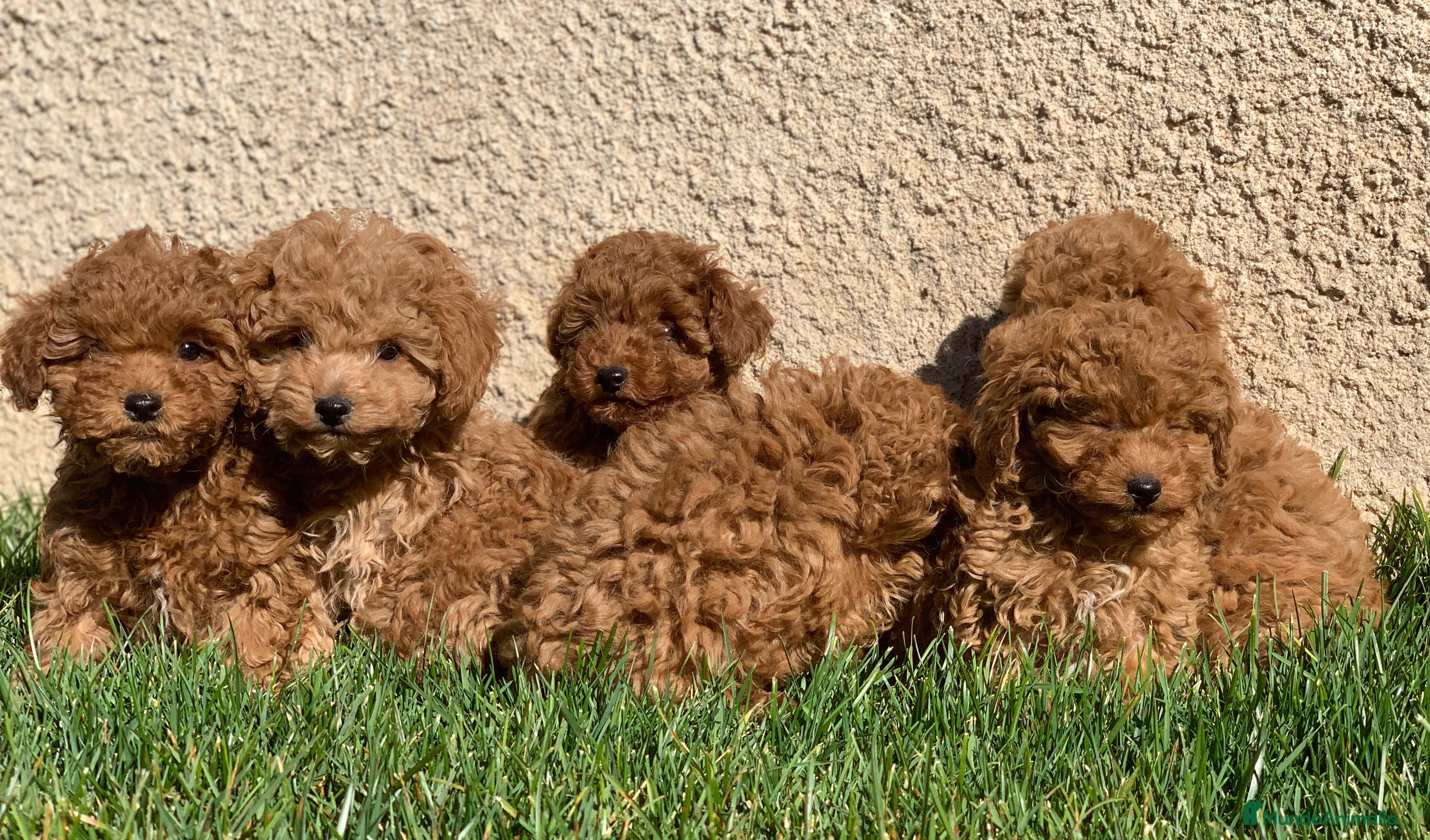 Caniche Enano perros Cachorros de Caniche en Madrid - Anuncio 2