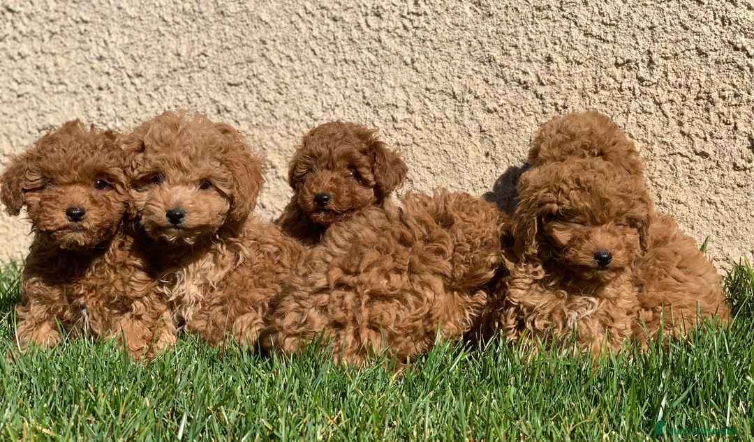 Caniche Enano perros en venta: Cachorros de Caniche en Madrid - Anuncio 2