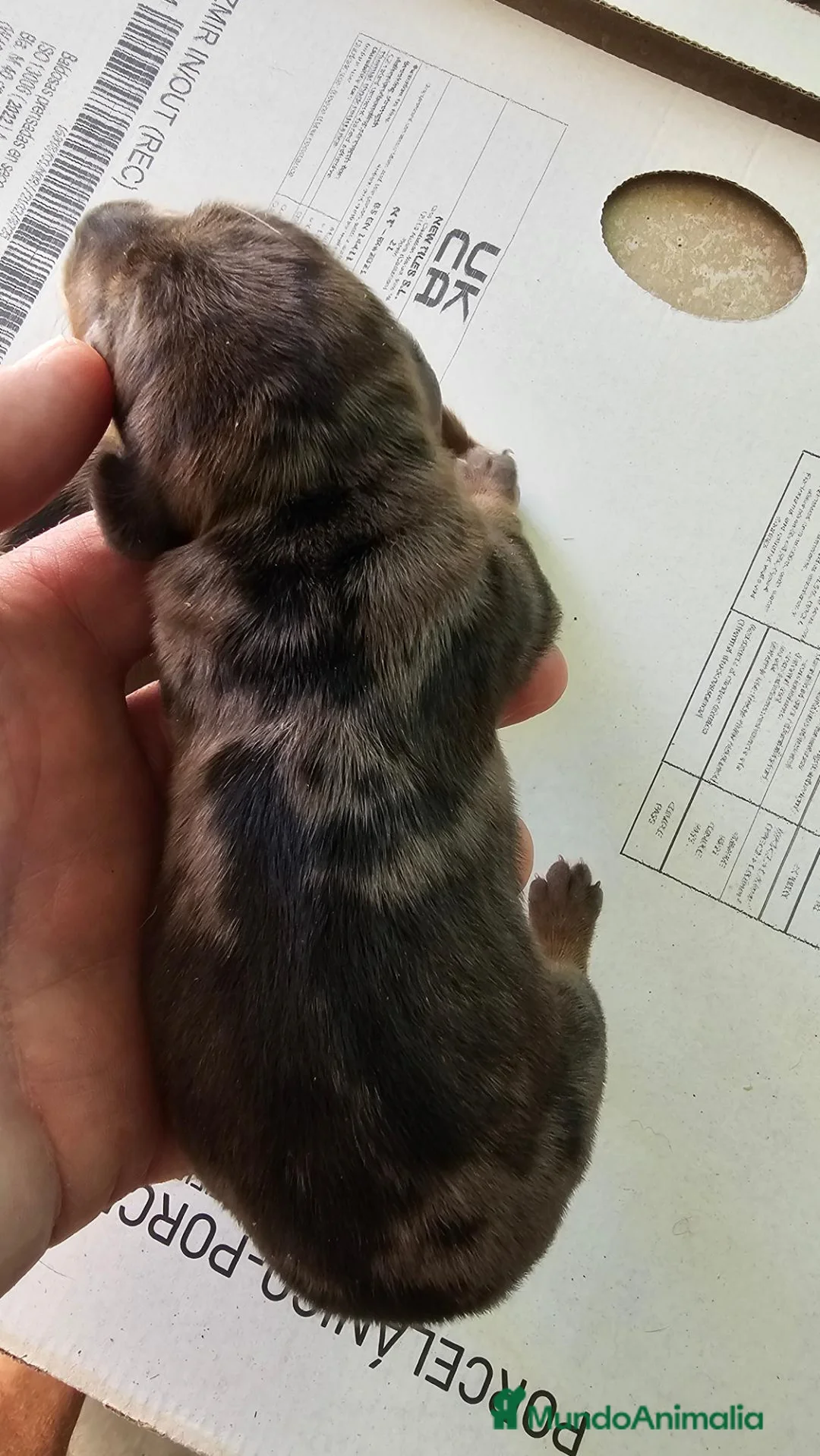 Teckel perros en venta: Bonitos cachorros de Arlequín - Anuncio 2