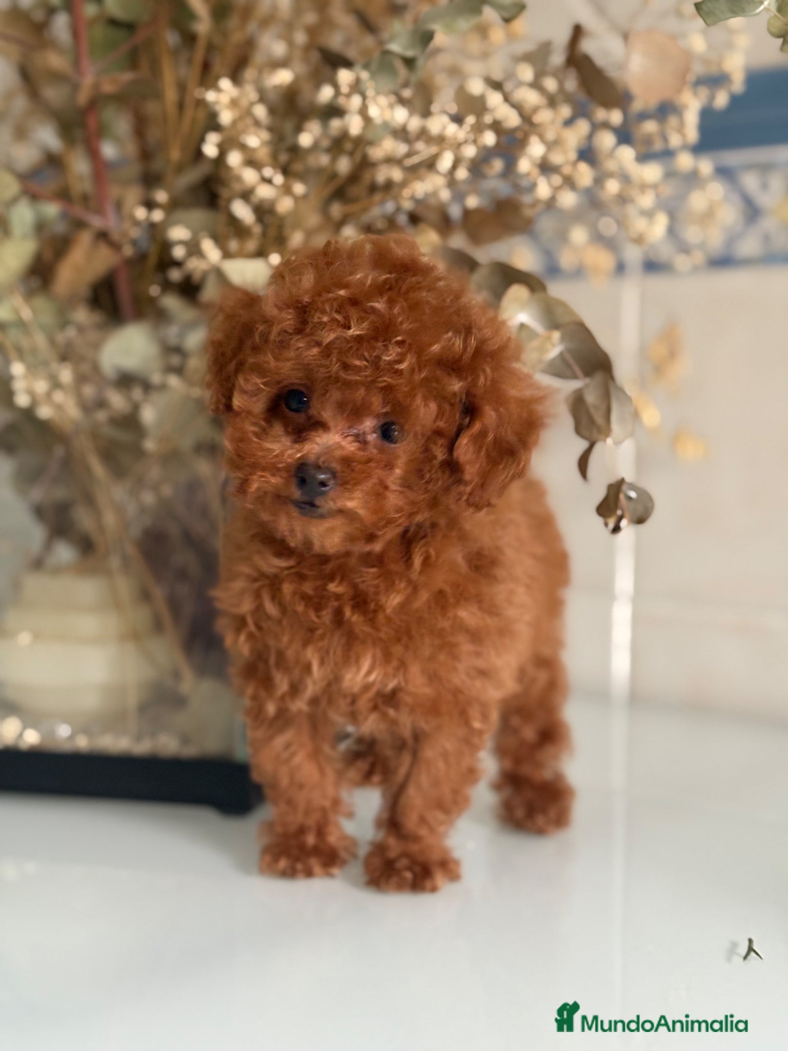 Caniche Toy perros Caniche toy  - Anuncio 1