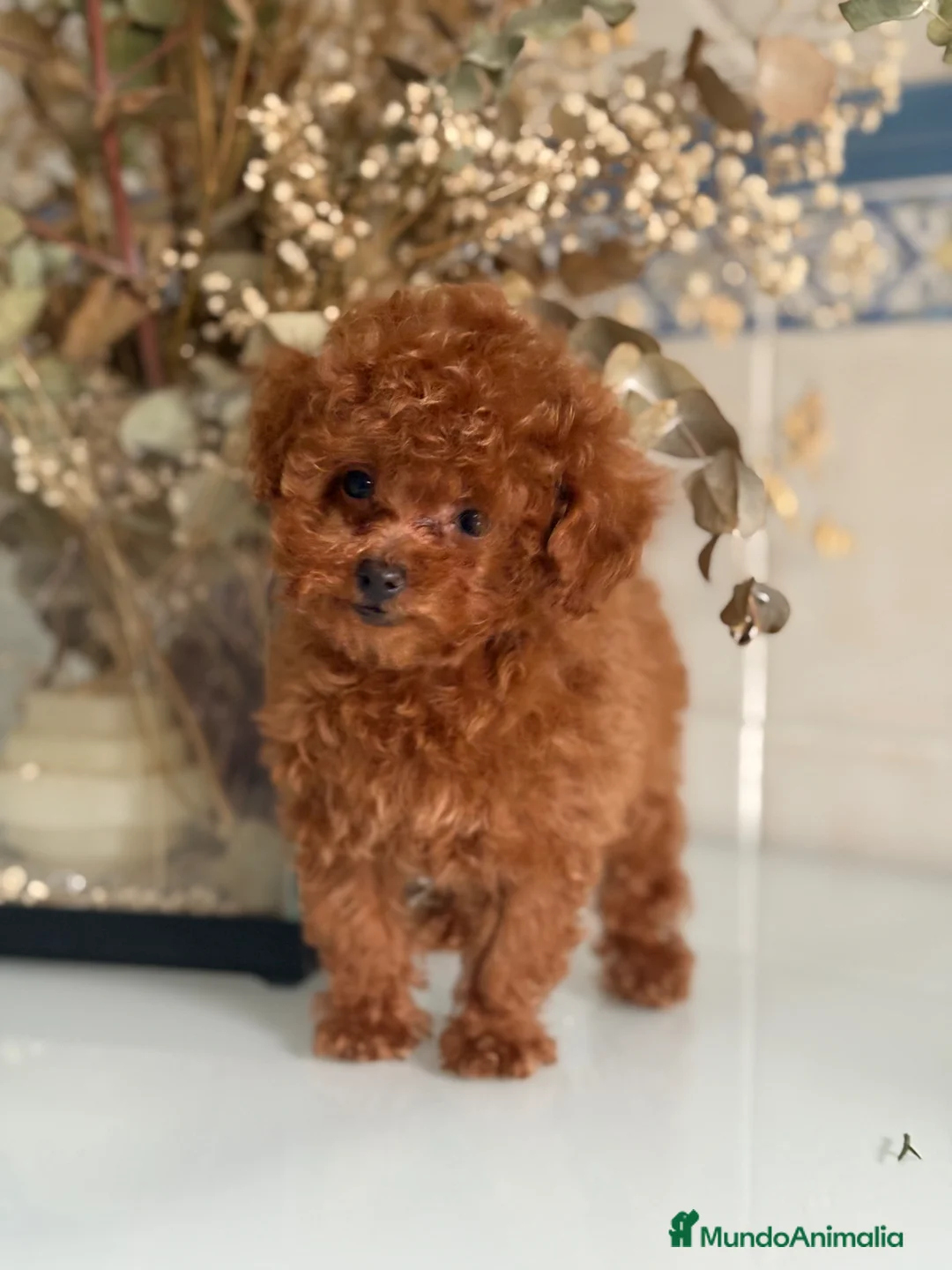 Caniche Toy perros en venta: Caniche toy  - Anuncio 1