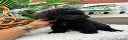 Caniche Enano perros en venta: CANICHE ENANA 🎀 - Anuncio 6