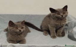 Británico de Pelo Corto gatos en venta: British Shorthair azul (precio real) - Imagen 2