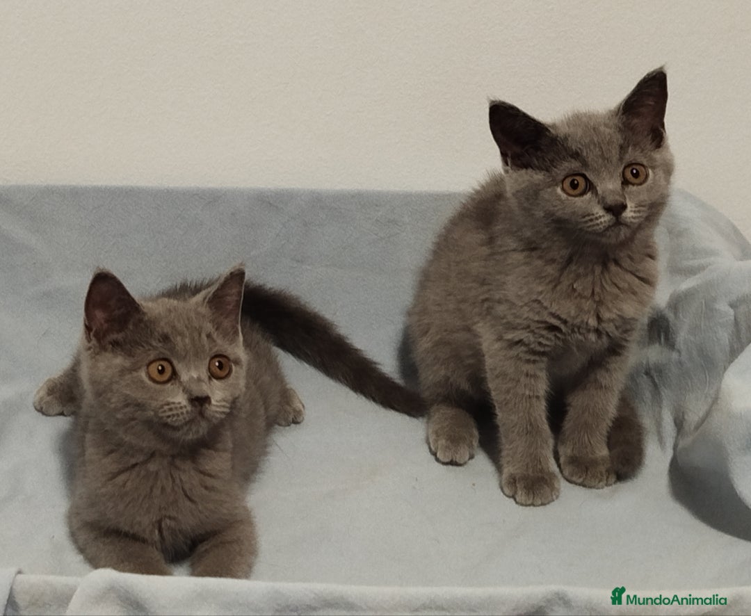 Británico de Pelo Corto gatos en venta: British Shorthair azul (precio real) - Imagen 2