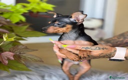 Ratón de Praga perros en venta: Raton de praga  - Imagen 3