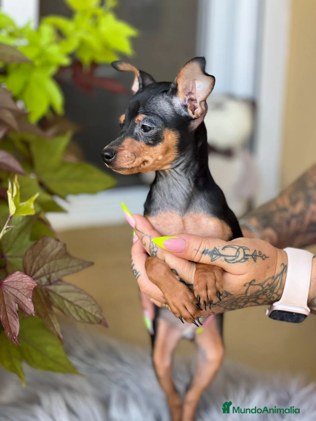 Ratón de Praga perros en venta: Raton de praga  - Anuncio 3