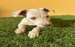 Jack Russell Terrier perros en venta: Hembra Jack Russell Terrier ojo azul pata corta  - Imagen 3