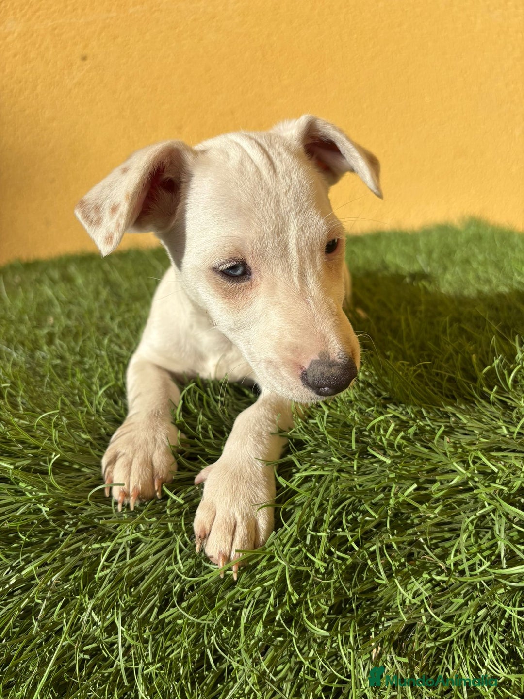 Jack Russell Terrier perros en venta: Hembra Jack Russell Terrier ojo azul pata corta  - Imagen 3