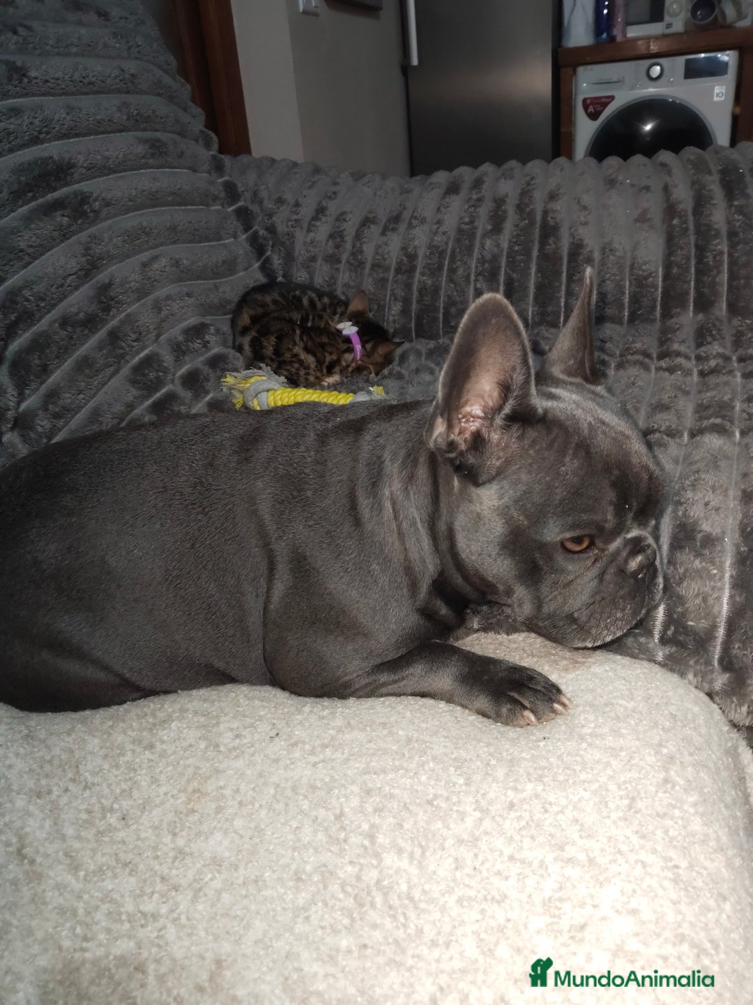 Bulldog Francés perros en venta: Bulldog francés hembra negra excelente morfología  - Anuncio 2