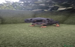 Teckel Miniatura perros en venta: teckel miniatura pelo basto arlequín y negro fuego - Imagen 15