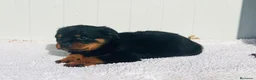 Rottweiler perros en venta:  Rottweiler  en Sevilla - Anuncio 26