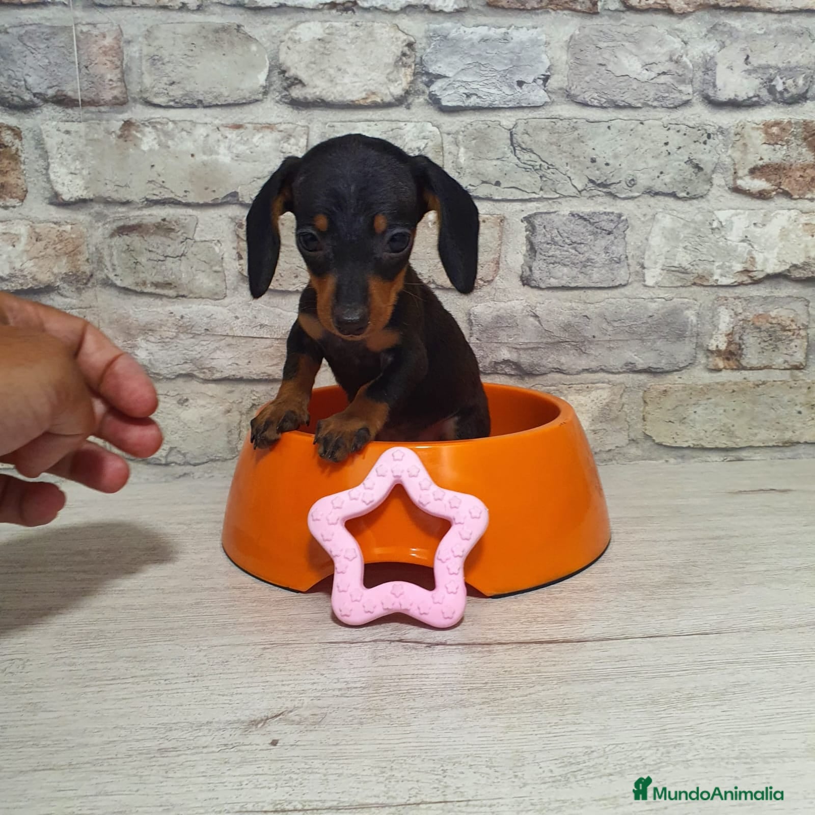 Teckel Miniatura perros Teckel mini  - Anuncio 2