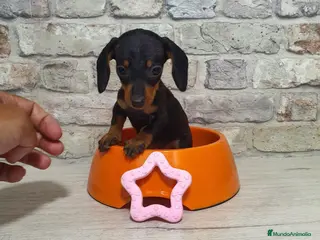 Teckel Miniatura perros Teckel mini - Anuncio 2