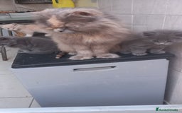 Persa gatos en venta: Gatita persa - Imagen 2