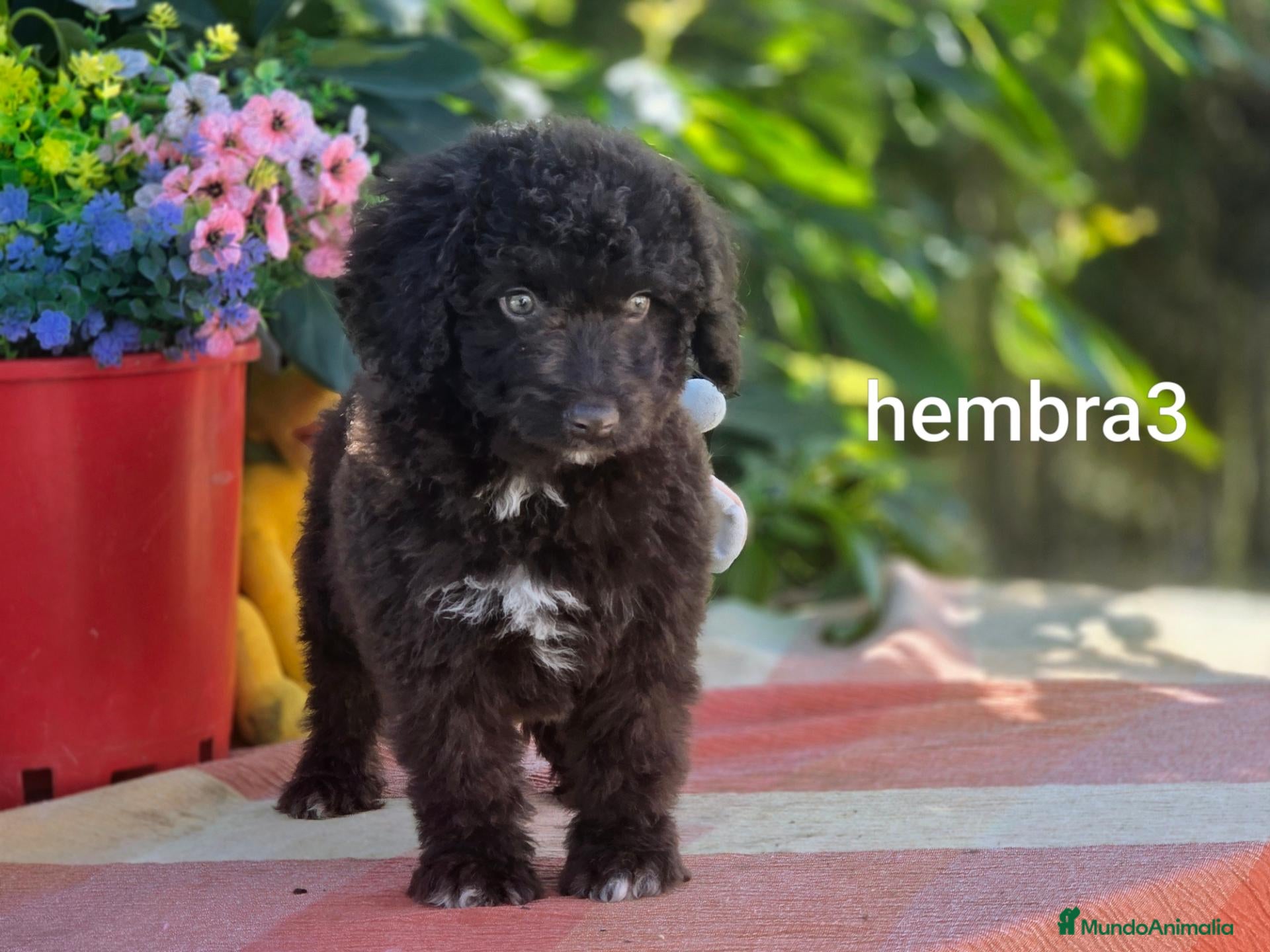 Perro de Agua Español perros en venta: perro de aguas chocolate intenso y crema - Anuncio 2