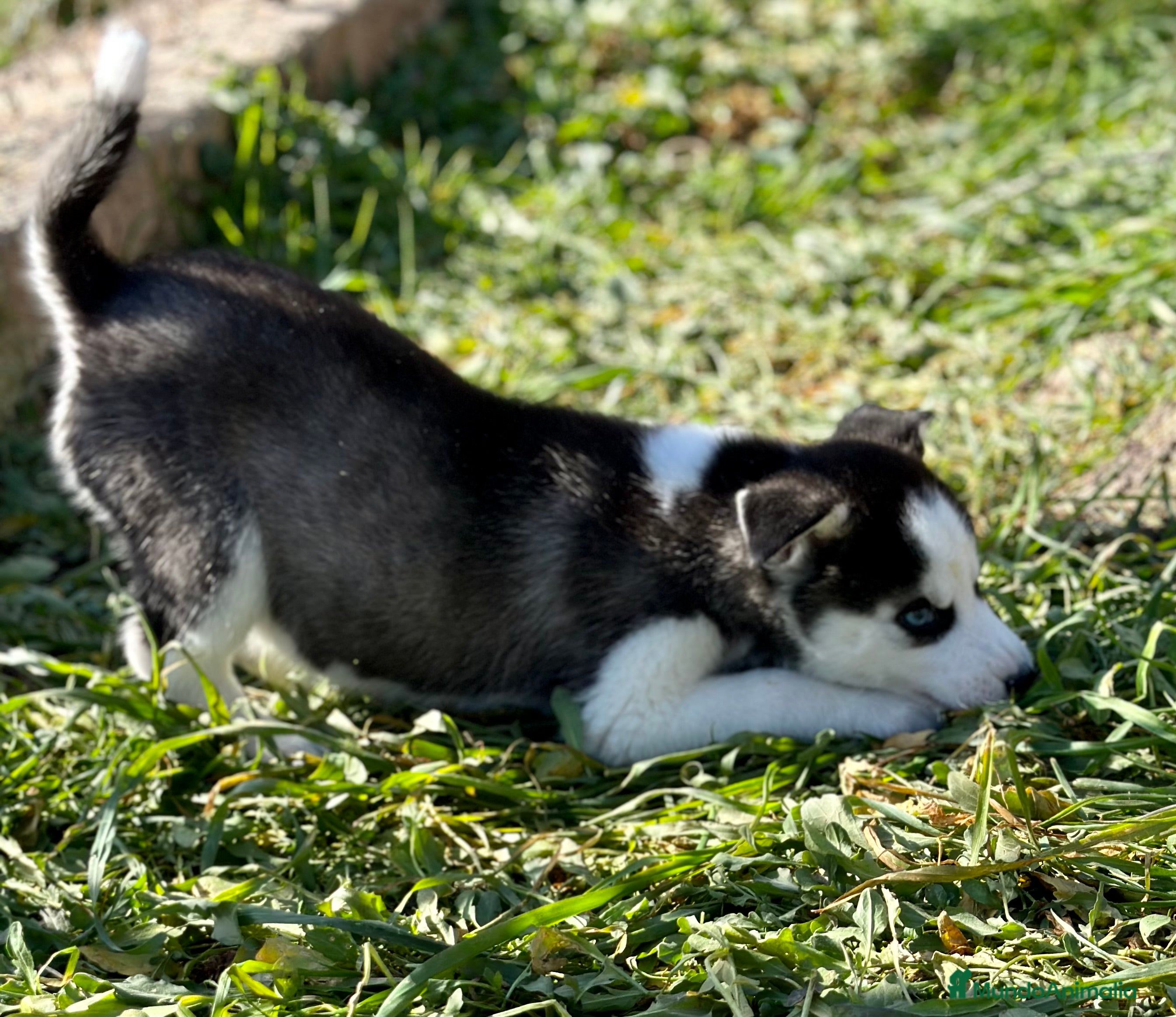 Husky Siberiano perros HUSKY NEGRA OJOS AZULES ESPECTACULAR en Barcelona - Anuncio 2