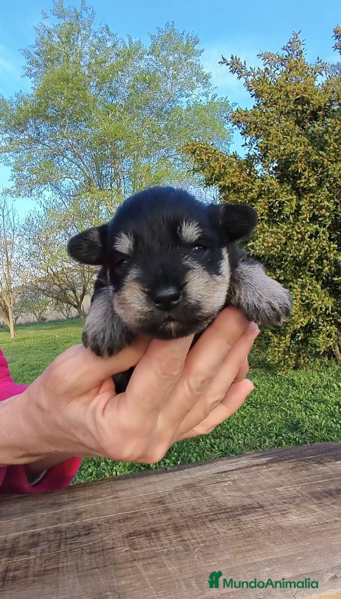 Schnauzer Miniatura perros Preciosa camada schnauzer mini negro y plata🤗❤️ - Anuncio 16