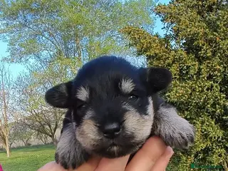 Schnauzer Miniatura perros Preciosa camada schnauzer mini negro y plata🤗❤️ - Anuncio 16