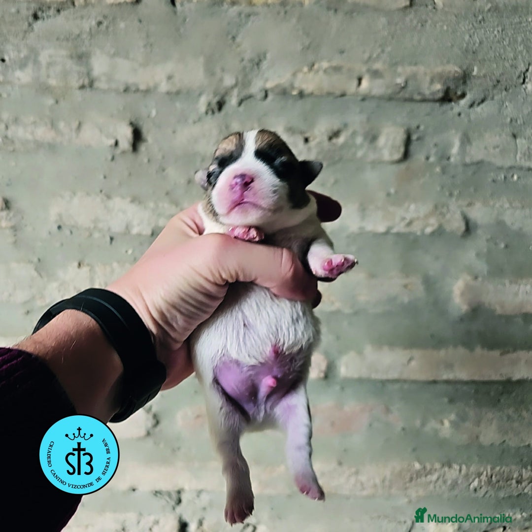 Jack Russell Terrier perros en venta: Jack Russell Terrier de Pelo Broken con Pedigree - Imagen 6