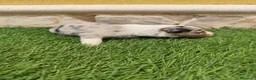 Border Collie perros en venta: Border collie merle choco en Valencia - Anuncio 28
