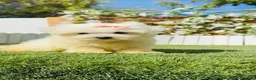 Bichón Maltés perros en venta: BICHON MALTES - HEMBRA - Anuncio 22