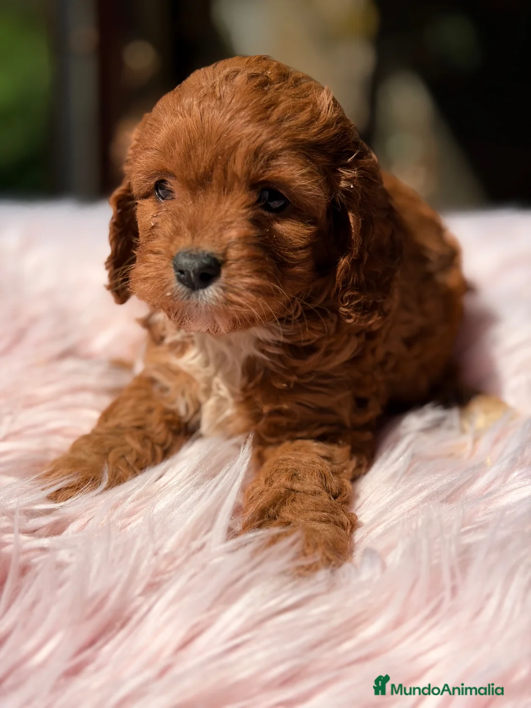 Cavapoo perros en venta: Cavapoo rojo  - Anuncio 1