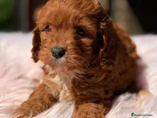 Cavapoo perros Cavapoo rojo - Anuncio 6