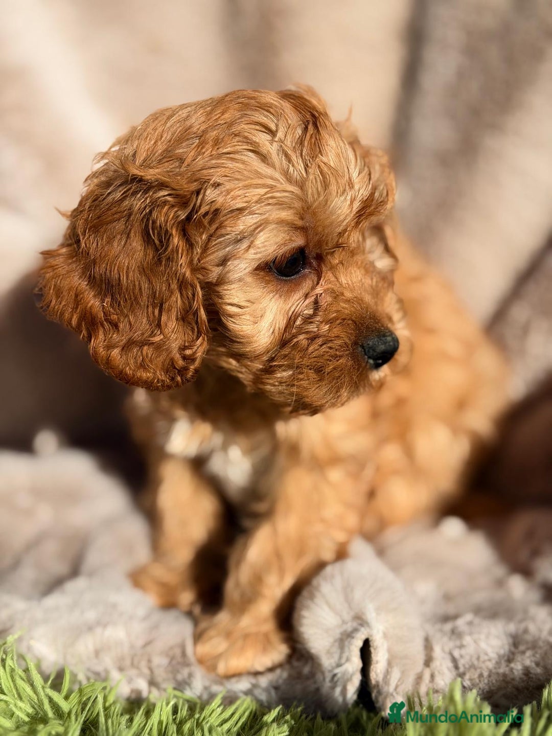 Cavapoo perros en venta: CAMADA CAVAPOO DISPONIBLES - Anuncio 4