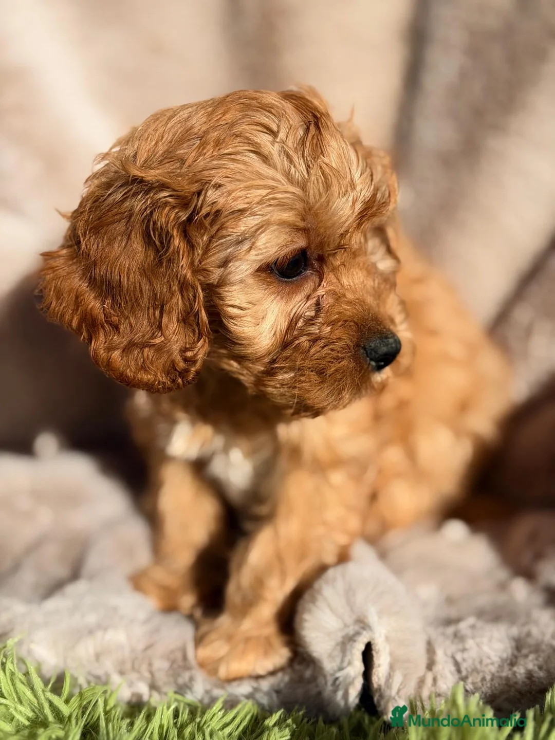 Cavapoo perros en venta: CAMADA CAVAPOO DISPONIBLES - Anuncio 4