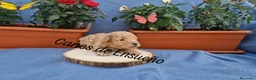 Caniche Toy perros en venta: Caniche apricot enano/toy - Anuncio 3