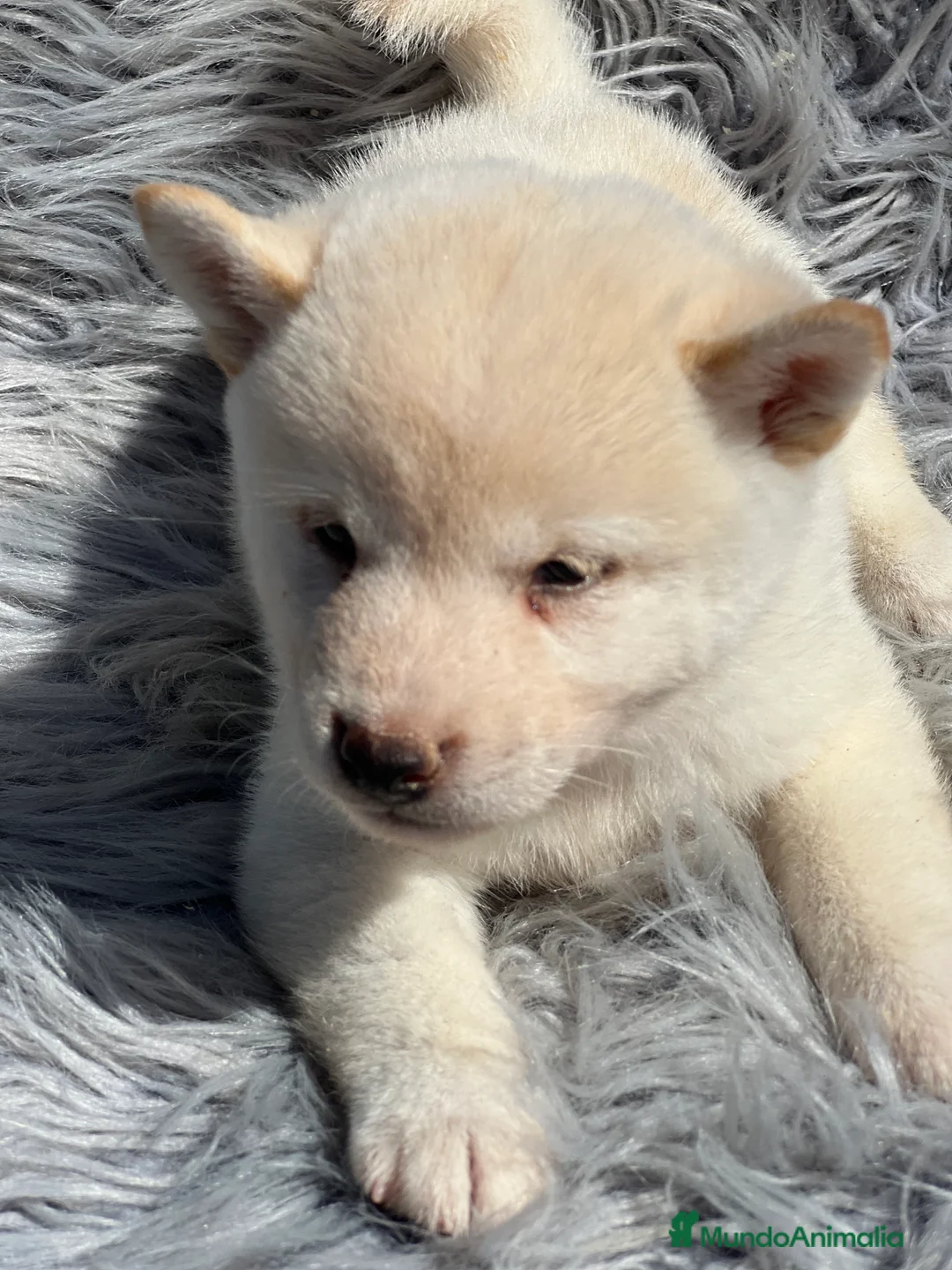 Shiba Inu perros en venta: Shiba inu blanco  - Anuncio 1