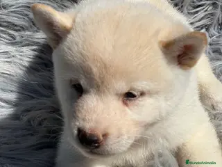 Shiba Inu perros Shiba inu blanco - Anuncio 24
