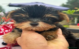 Yorkshire Terrier perros en venta: Yorkshire  - Imagen 2