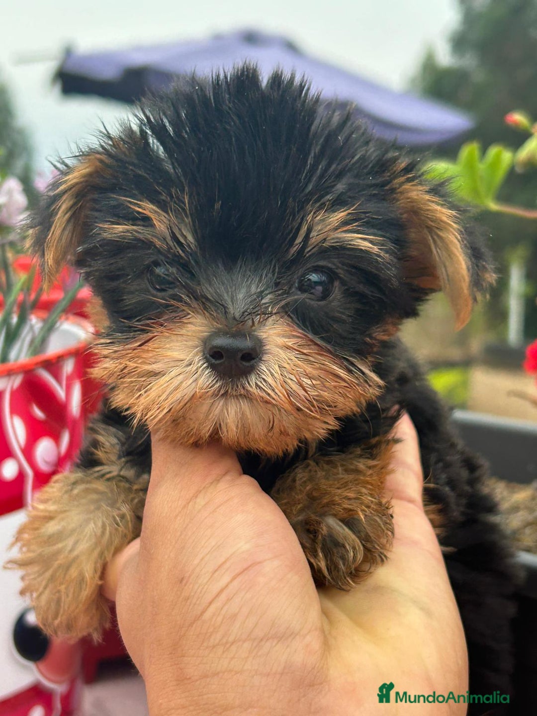 Yorkshire Terrier perros en venta: Yorkshire  - Imagen 2