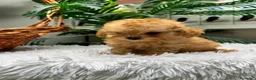 Caniche Toy perros en venta: CANICHE TOY - Anuncio 10