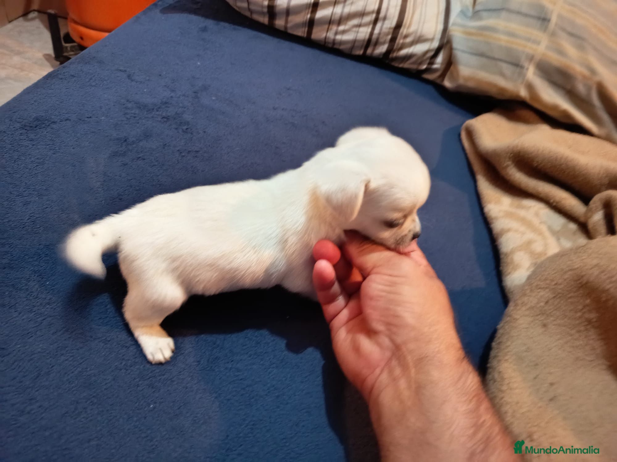 Chihuahua perros Chihuahua toy - Anuncio 3