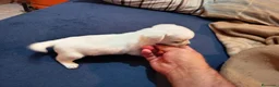Chihuahua perros en venta: Chihuahua toy - Anuncio 1