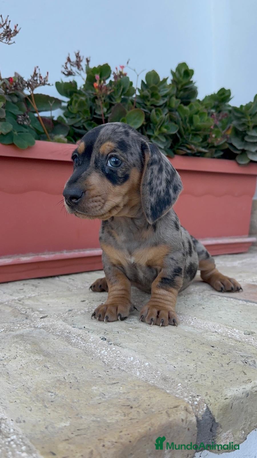 Teckel Miniatura perros TECKEL ARLEQUIN MINIATURA - Anuncio 1
