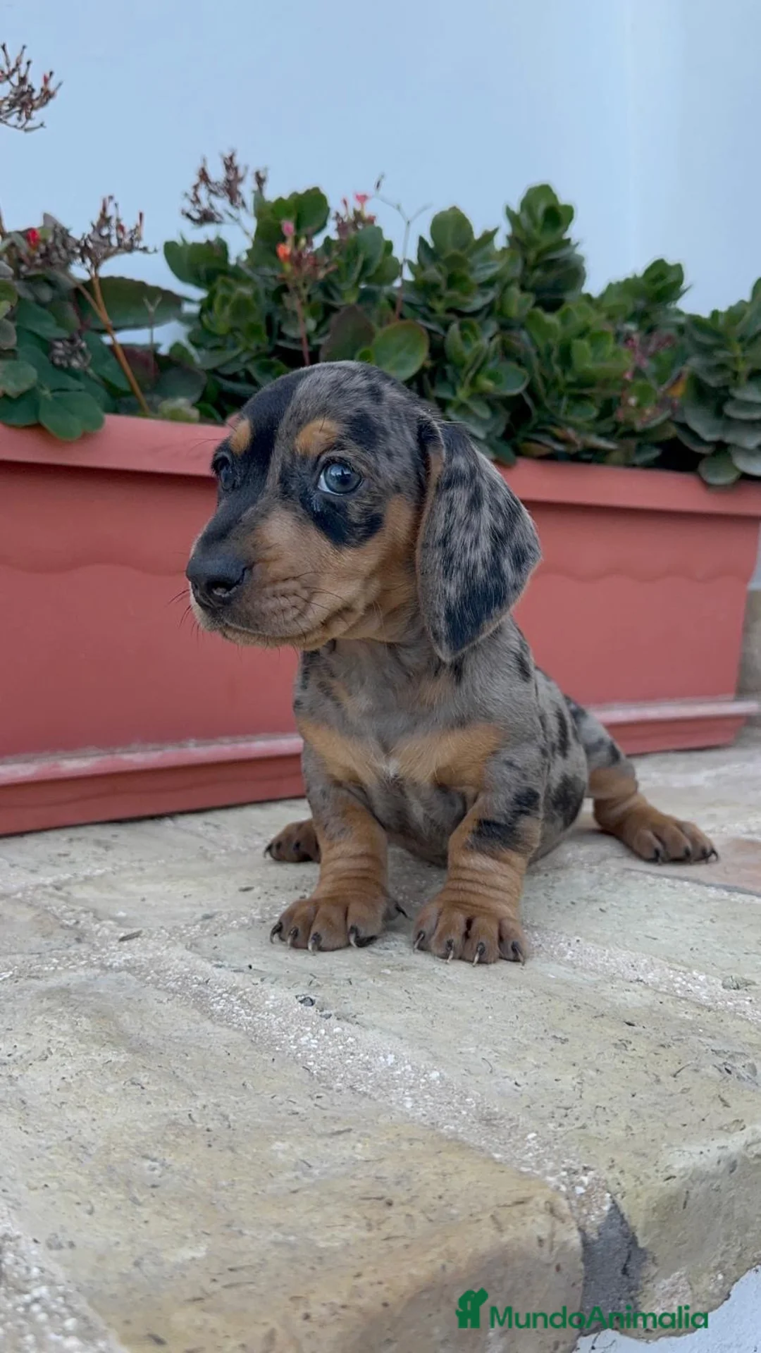 Teckel Miniatura perros en venta: TECKEL ARLEQUIN MINIATURA - Anuncio 1