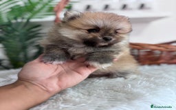 Pomerania perros en venta: POMERANIA MACHO - Imagen 6