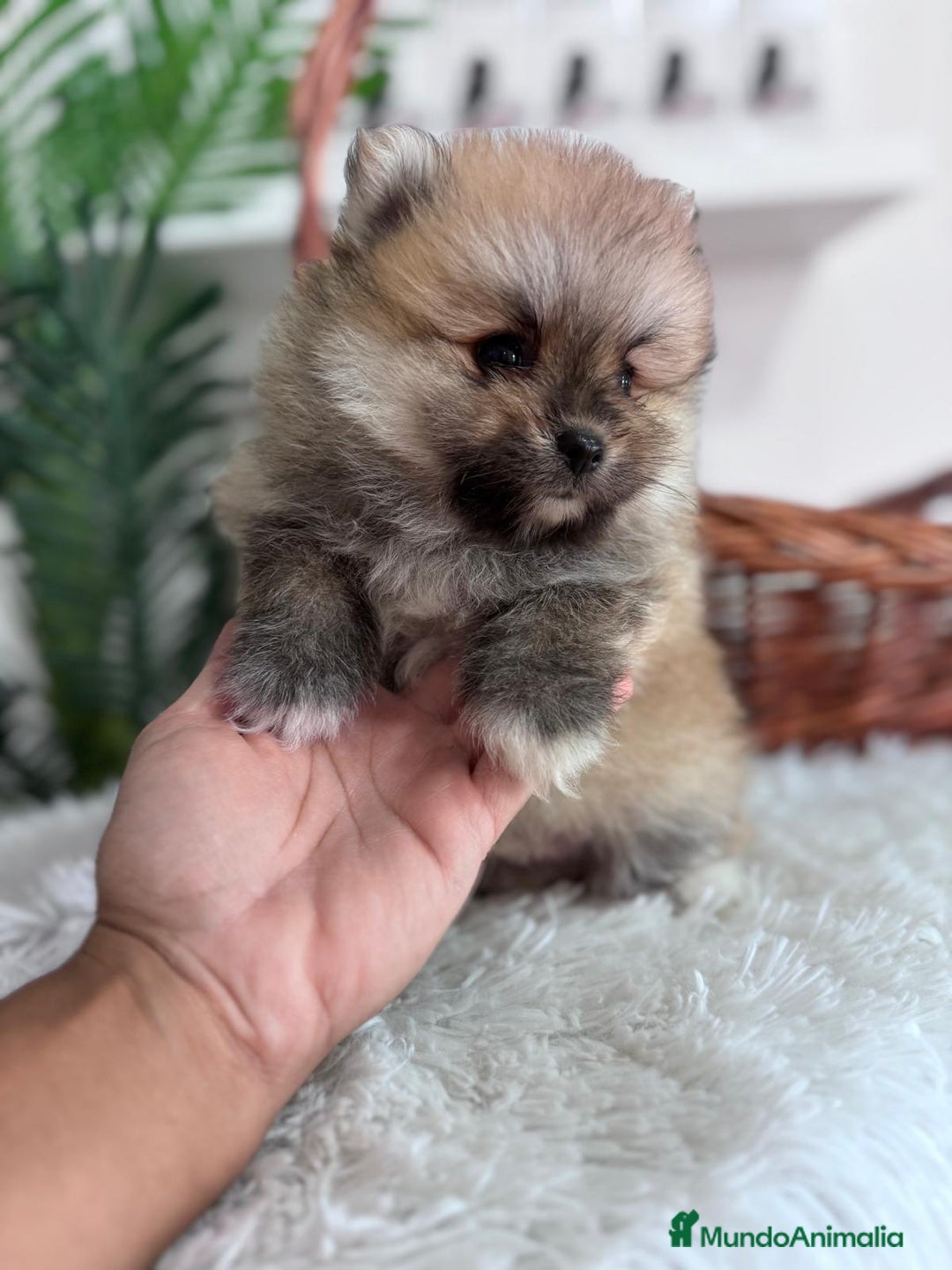 Pomerania perros en venta: POMERANIA MACHO - Imagen 6