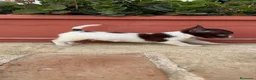 Chihuahua perros en venta: PRECIOSO CHIHUAHUA MACHO BICOLOR - Anuncio 4