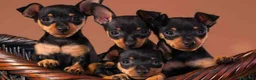 Pinscher Miniatura perros en venta: MINI PINSCHER , PRECIOSOS CACHORROS  - Anuncio 3
